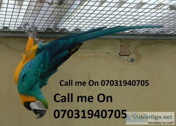 Tame baby blue & gold macaw parrots 