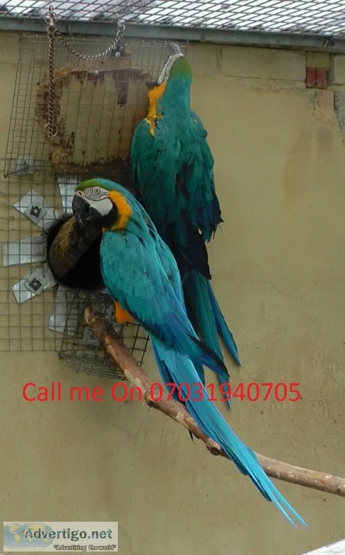 Blue and gold macaw parrots for sale