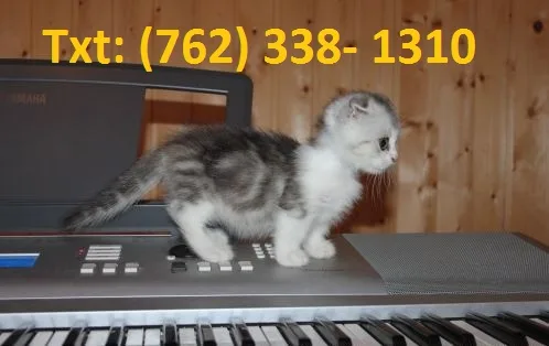 Factual munchkin kittens for sale