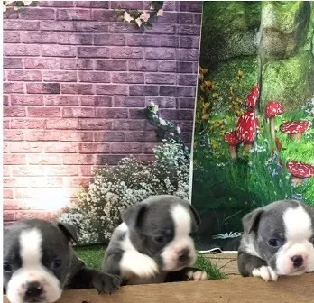 Champagne and white akc boston terrier
