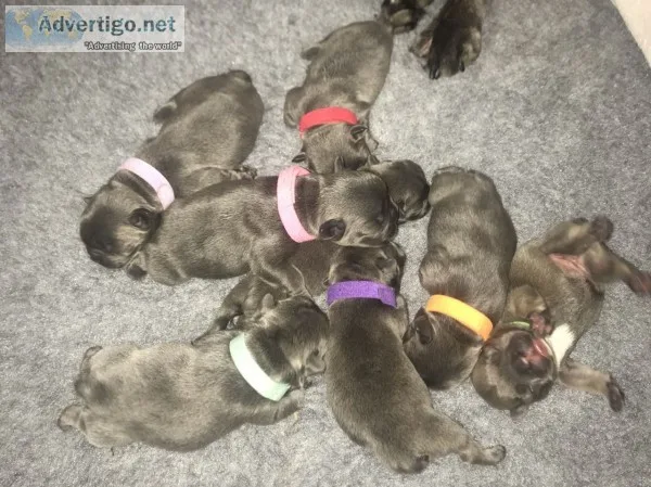French bulldog puppies health tested