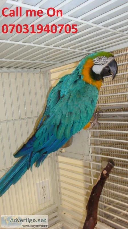 Two blue and gold macaws hand reared tam