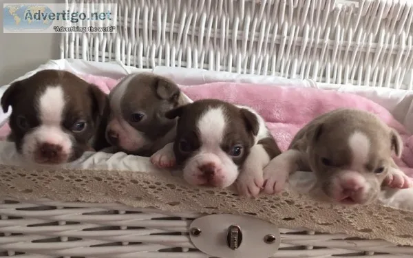Stunning healthy boston terrier puppies