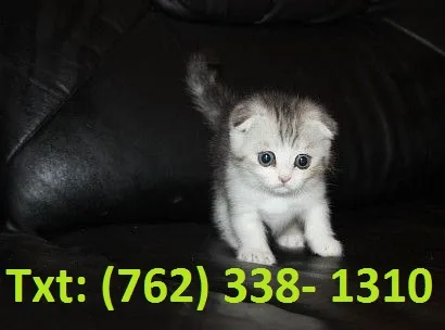  fabulous munchkin kittens for sale