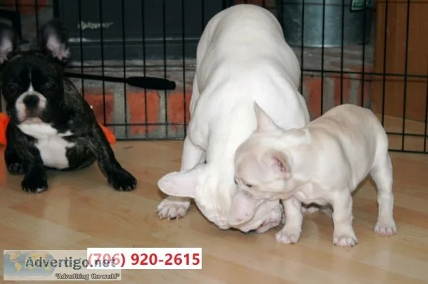 Playful male and female french bulls now