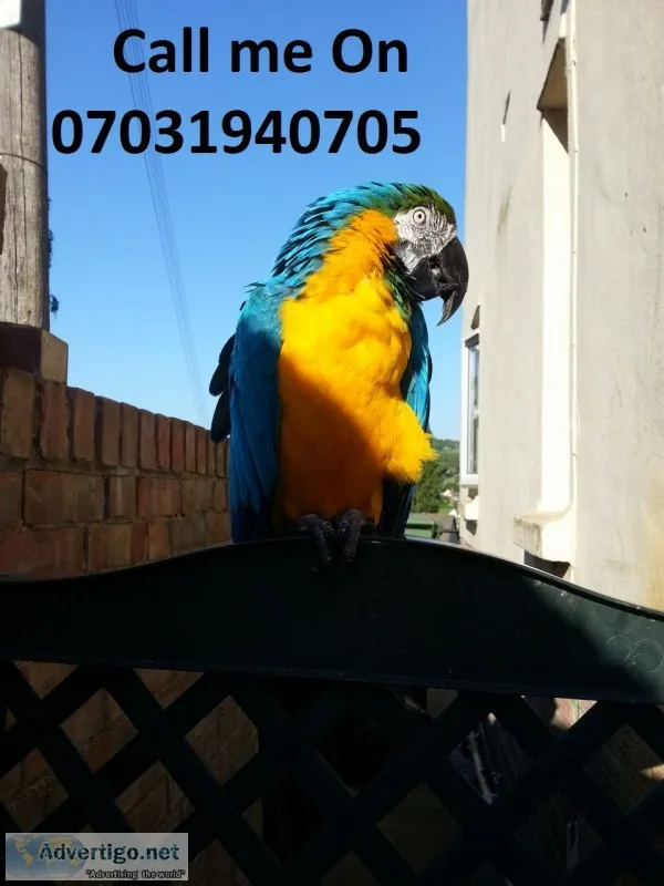 Blue and gold macaw parrots for sale
