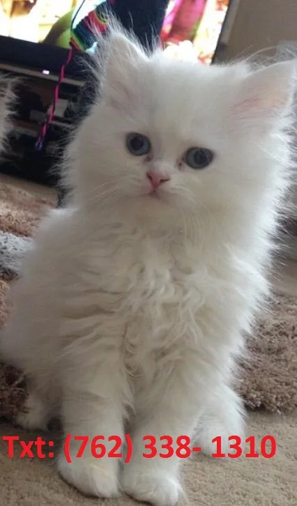 Effective persian kittens for sale