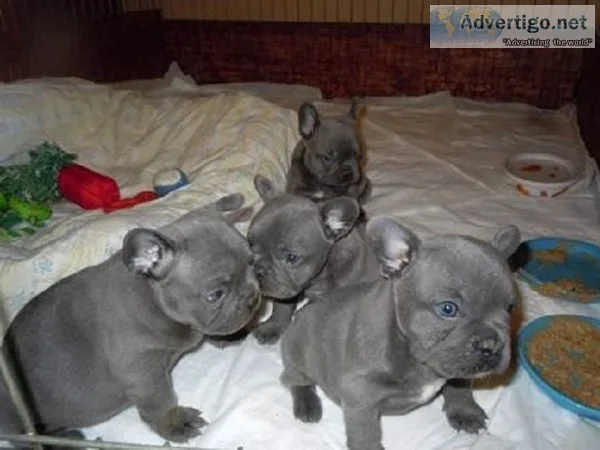 Blue tan, choc tan, black tan frenchies
