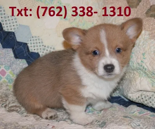 Mvdn pembroke welsh corgi puppies