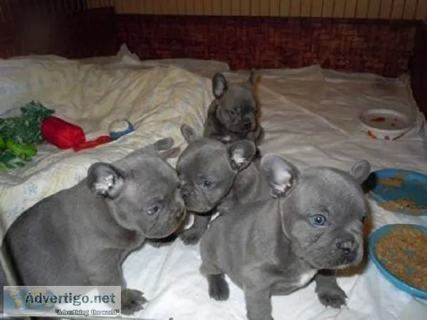 Akc reg french bulldog puppy blue