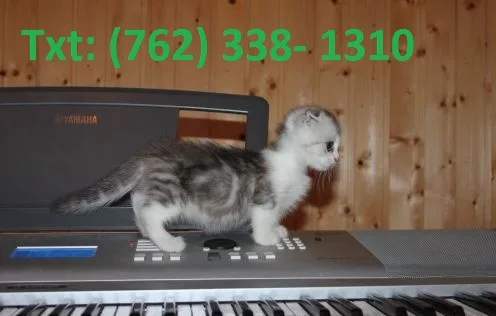Favourable munchkin kittens for sale