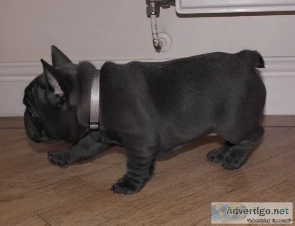 Stunning blue french bulldog puppies