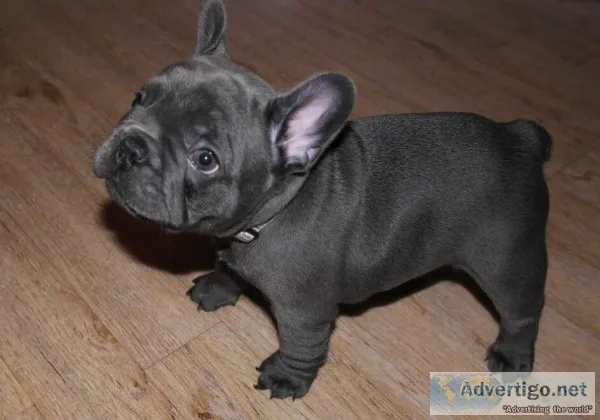 Stunning blue french bulldog puppies