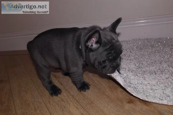 Stunning blue french bulldog puppies