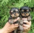 Cute yorkie puppies ready to go now