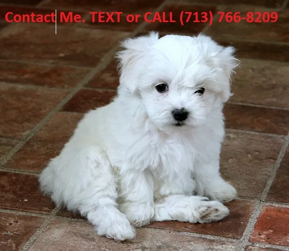 Stunning teacup maltese puppies ready