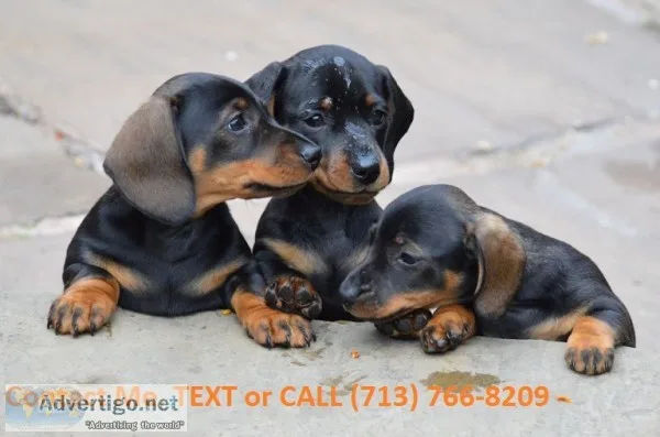 Beautiful mini dachshund puppies for sal