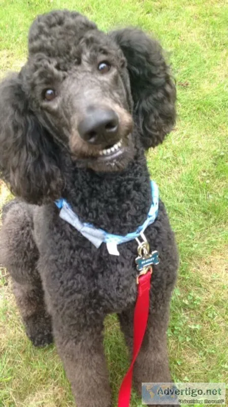 Standard poodle stud