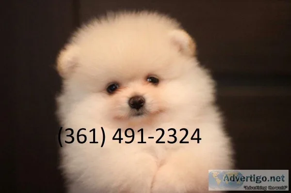 9 tiny pomeranian puppies