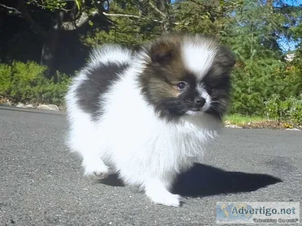 6 pomeranian pups