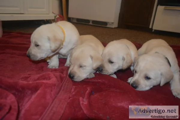 Akc yellow lab pups