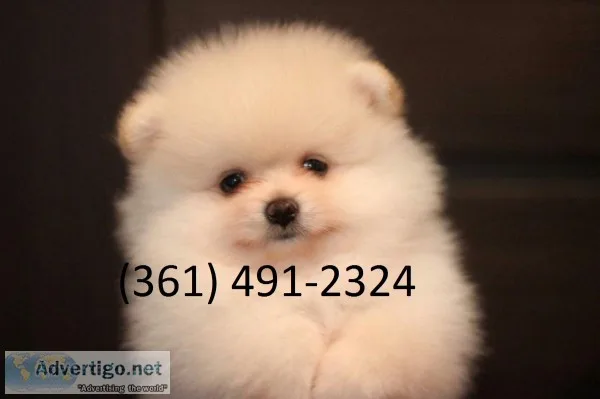 8 cute pomeranian puppies