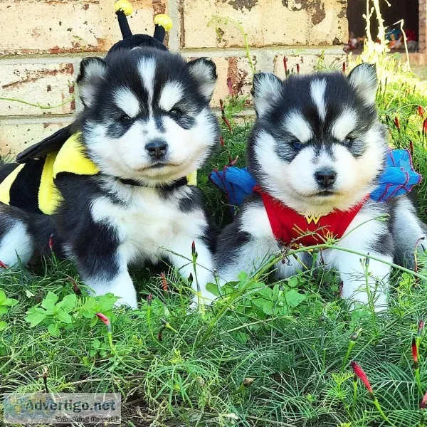 Pomsky puppies ready now