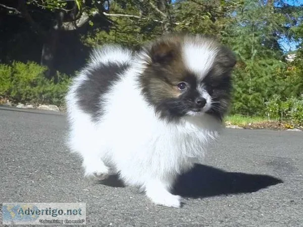 6 teacup pomeranian available