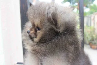 4 breath pomeranian puppy