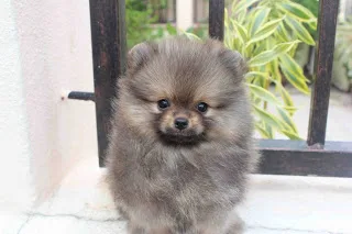 7 super tiny pomeranian pups now 