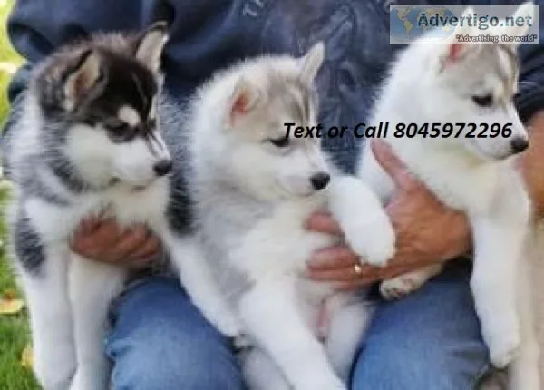 Sweet siberian husky boy
