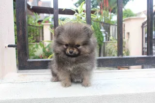 9 akc teacup-size pomeranian puppies