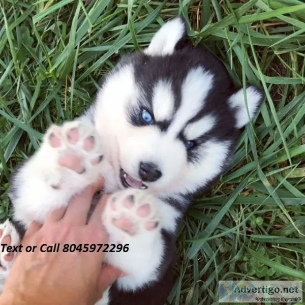 Akc pomsky puppies available