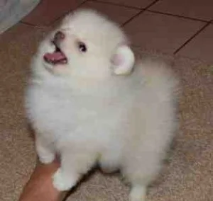 6 t cup pomeranian puppies