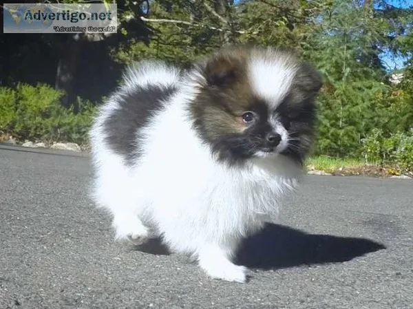 8 lovely pomeranian puppies