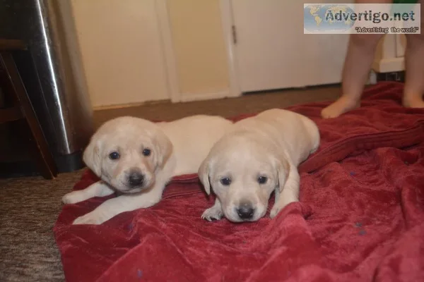 Akc yellow lab pups