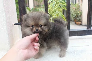 9 akc teacup-size pomeranian puppies