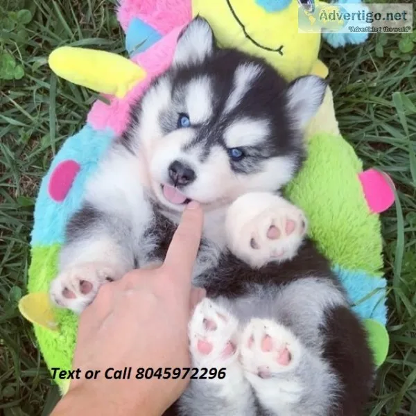 Well socialized pomsky puppies