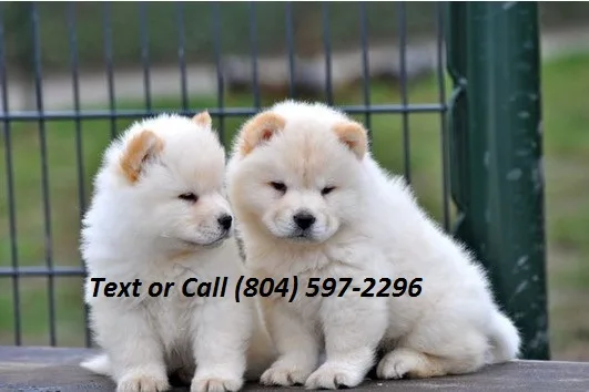 Chow chow puppies ready now