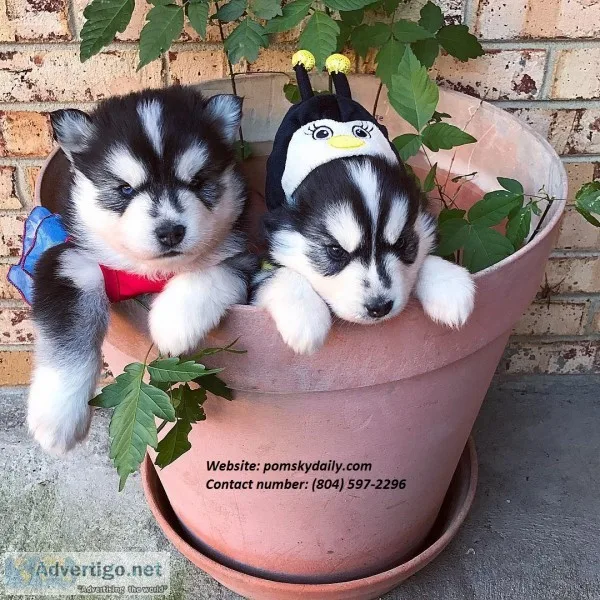 Pomsky puppies ready now