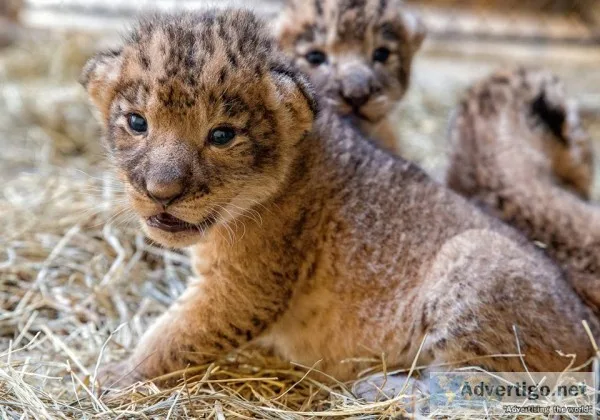 Lion cubs for sale