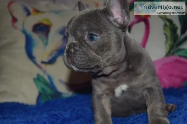 Family french bulldog puppies ready