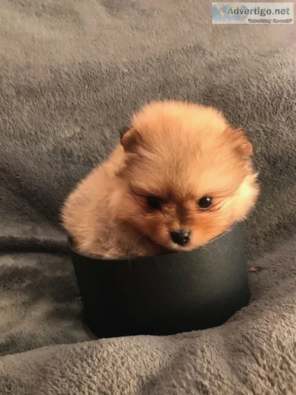 Awesome pomeranians, 