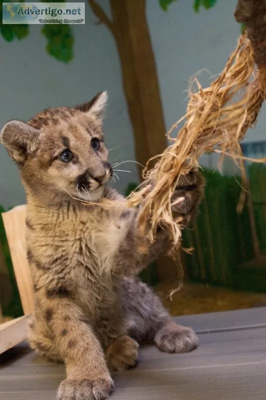 Cougar cubs for sale