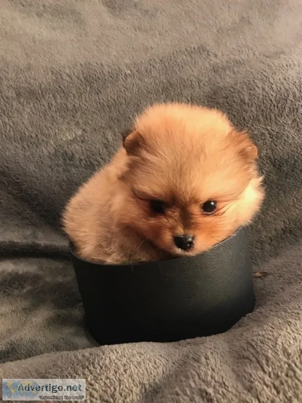 *gorgeous pomeranian pups*