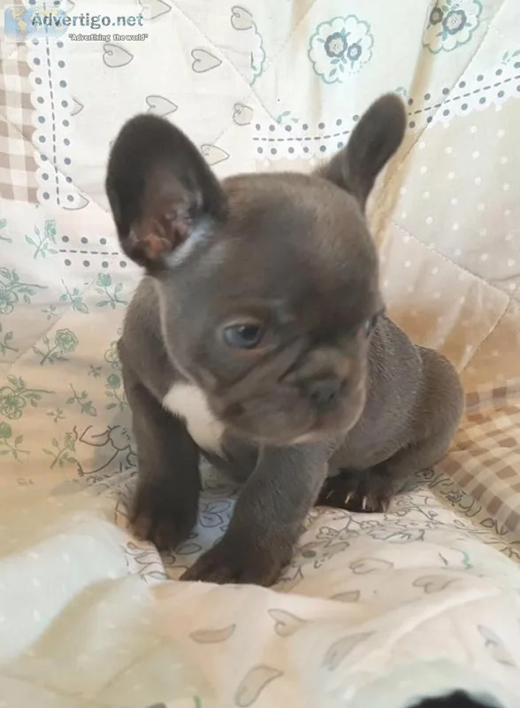  female blue french bulldog ready now