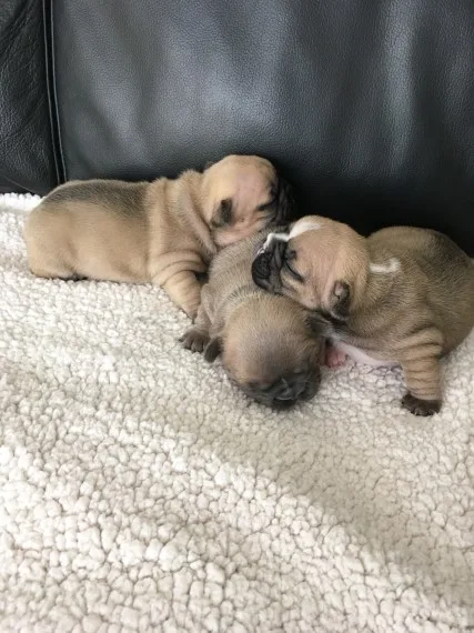 French bulldog puppies lovable 
