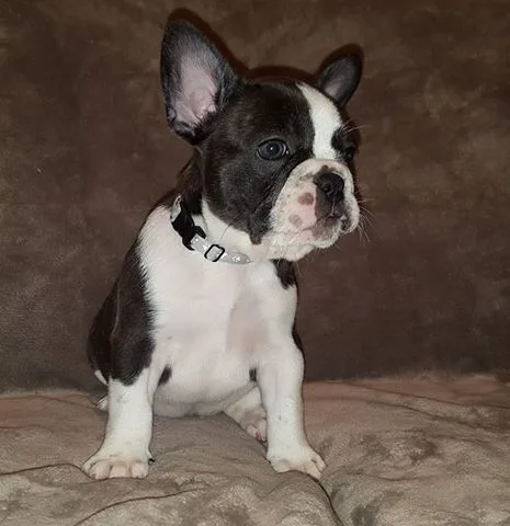 Darlin akc register french bulldog puppy