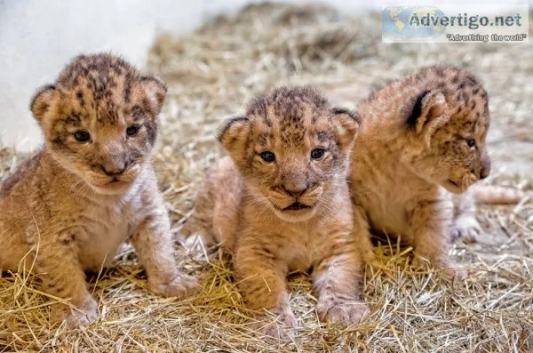 Lion cubs for sale