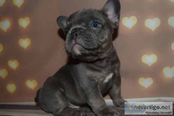 Family french bulldog puppies ready